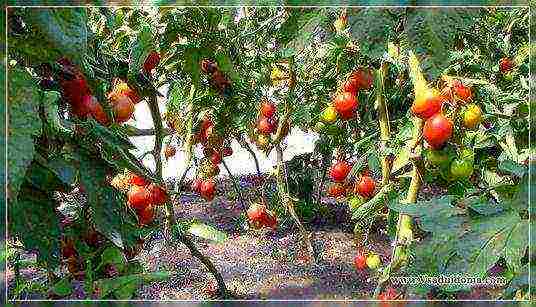 what varieties of tomatoes are best grown in the Krasnodar Territory