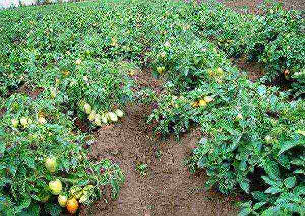 what varieties of tomatoes are best grown in the Krasnodar Territory