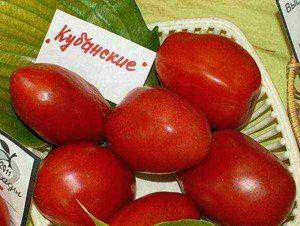 what varieties of tomatoes are best grown in the Krasnodar Territory