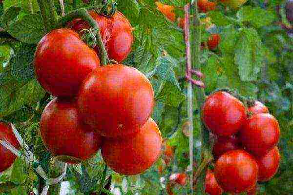 what varieties of tomatoes are best grown in the Krasnodar Territory