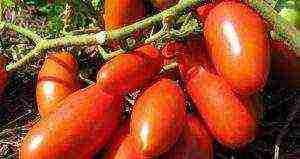 what varieties of tomatoes are best grown outdoors