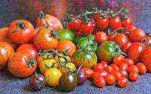 what varieties of tomatoes are best grown outdoors