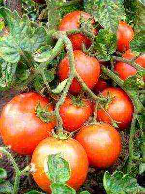 what varieties of tomatoes are best grown outdoors