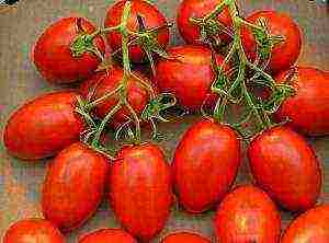 what varieties of tomatoes are best grown outdoors