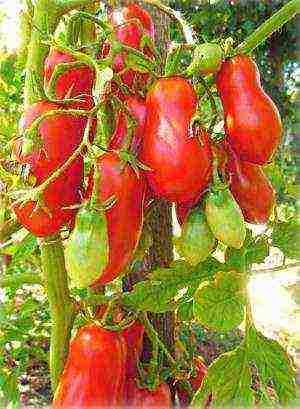 what varieties of tomatoes are best grown outdoors