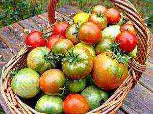 what varieties of tomatoes are best grown outdoors