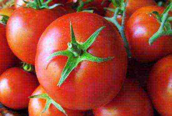 what varieties of tomatoes are best grown outdoors