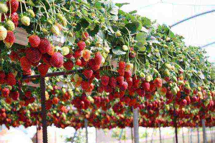 what varieties of remontant strawberries are grown in the greenhouse