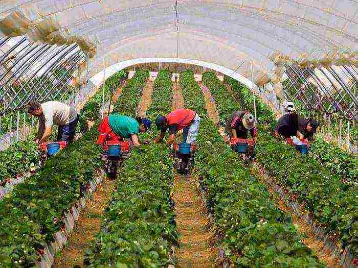 what varieties of remontant strawberries are grown in the greenhouse