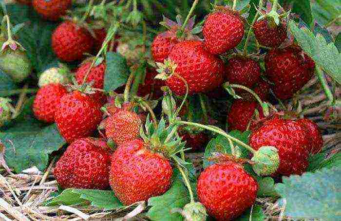 what varieties of remontant strawberries are grown in the greenhouse