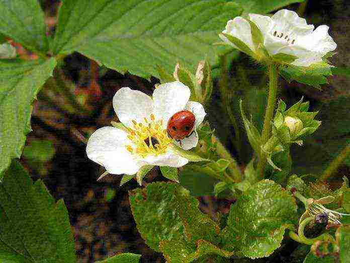 what varieties of remontant strawberries are grown in the greenhouse