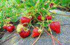 what varieties of remontant strawberries are grown in the greenhouse