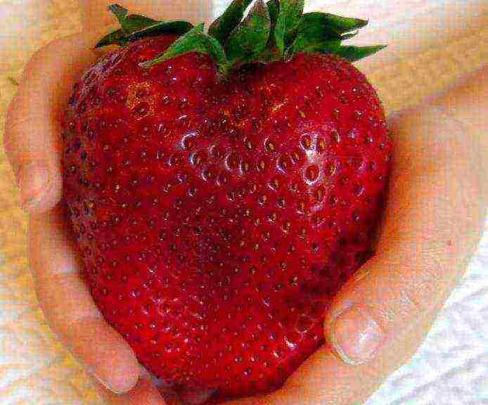 what varieties of remontant strawberries are grown in the greenhouse