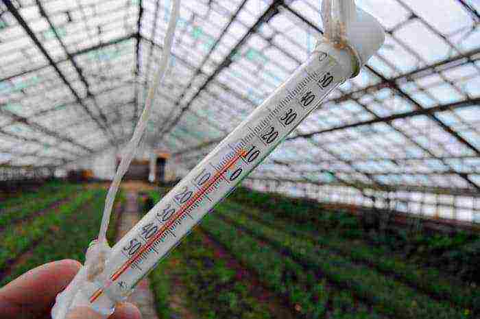 what varieties of remontant strawberries are grown in the greenhouse