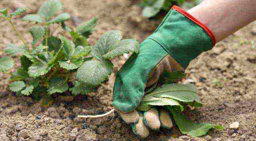 what varieties of remontant strawberries are grown in the greenhouse