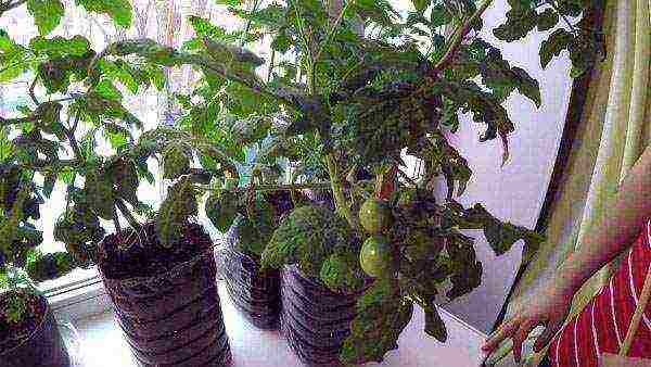 what varieties of tomatoes can be grown on a windowsill in winter