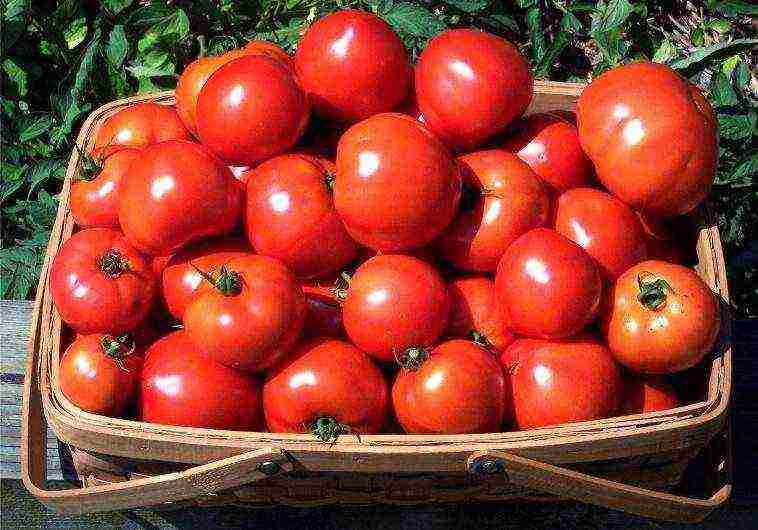 what varieties of tomatoes to grow in a polycarbonate greenhouse