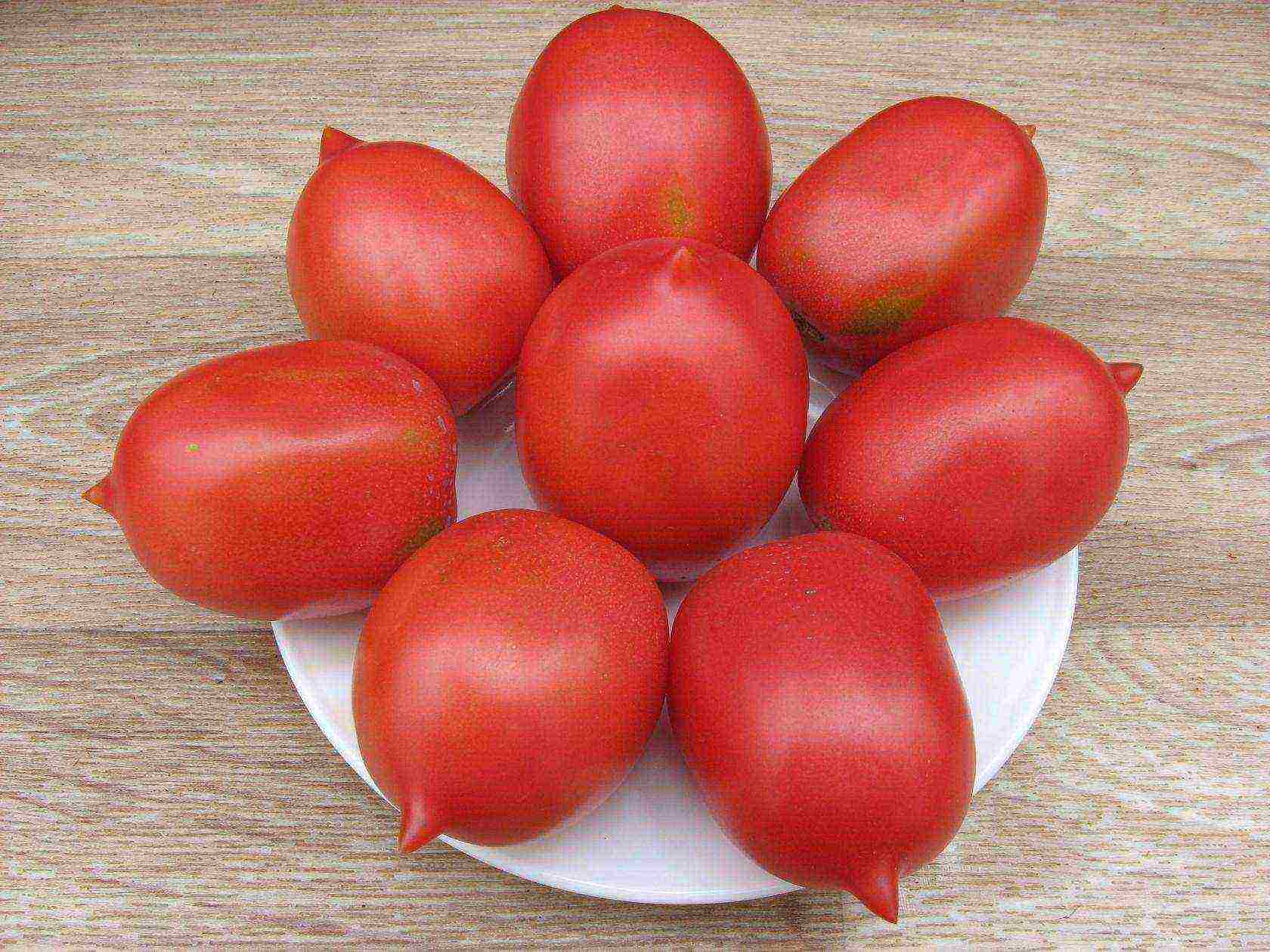 what varieties of tomatoes to grow in a polycarbonate greenhouse