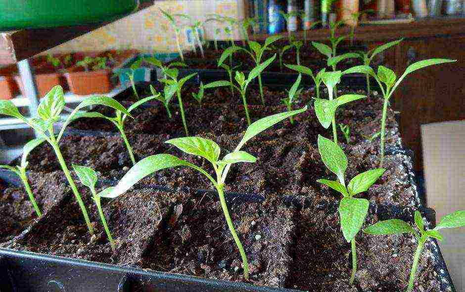 what varieties of tomatoes to grow in a polycarbonate greenhouse