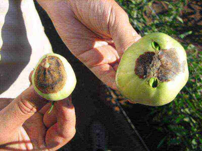 what varieties of tomatoes to grow in a polycarbonate greenhouse