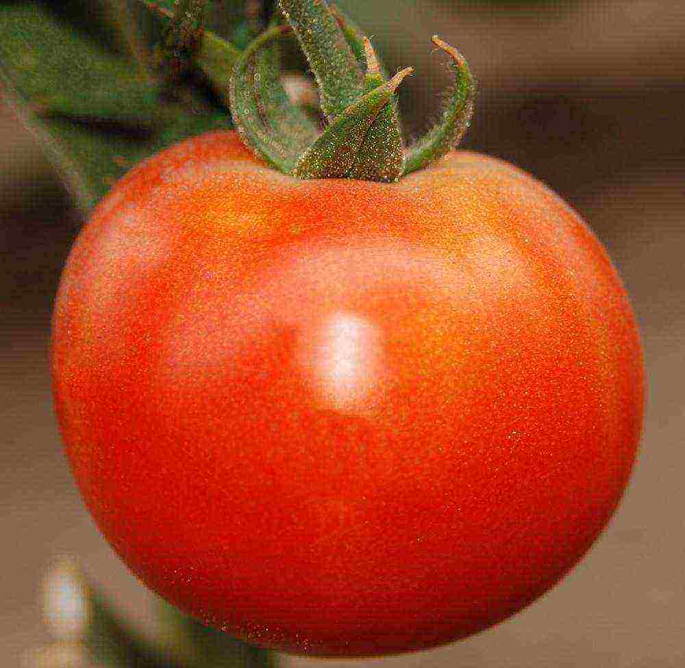 anong mga pagkakaiba-iba ng mga kamatis ang lumalaki sa isang polycarbonate greenhouse