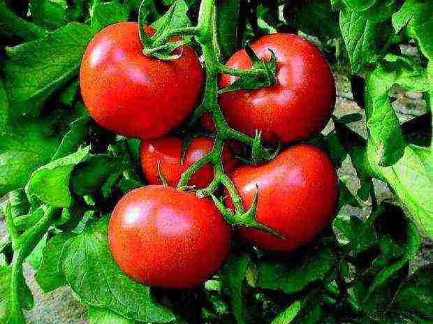 what varieties of tomatoes to grow in a polycarbonate greenhouse