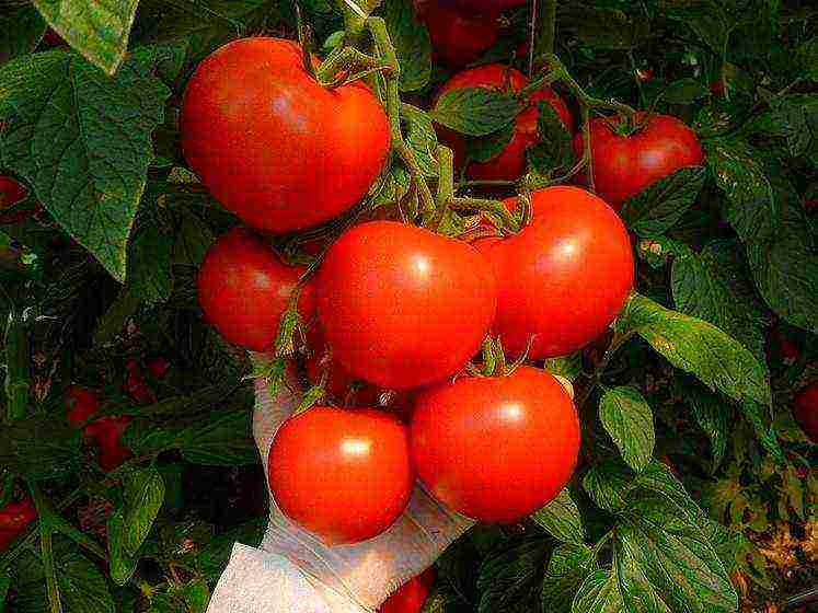 what varieties of tomatoes to grow in a polycarbonate greenhouse