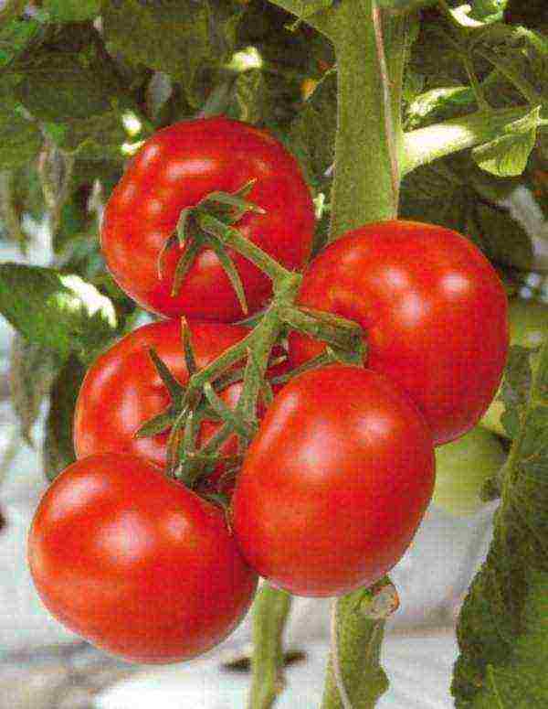 what varieties of tomatoes to grow in a polycarbonate greenhouse