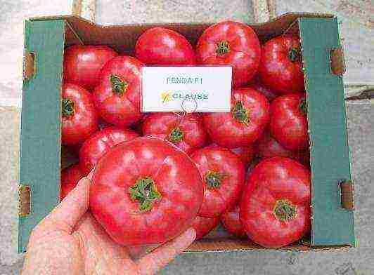 what varieties of tomatoes to grow in a polycarbonate greenhouse