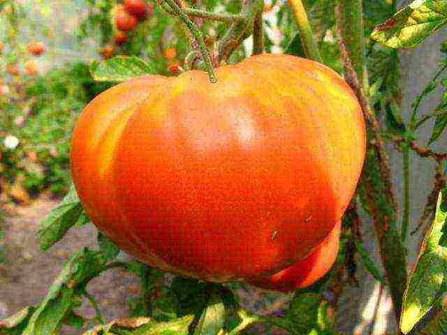 what varieties of tomatoes to grow in a polycarbonate greenhouse