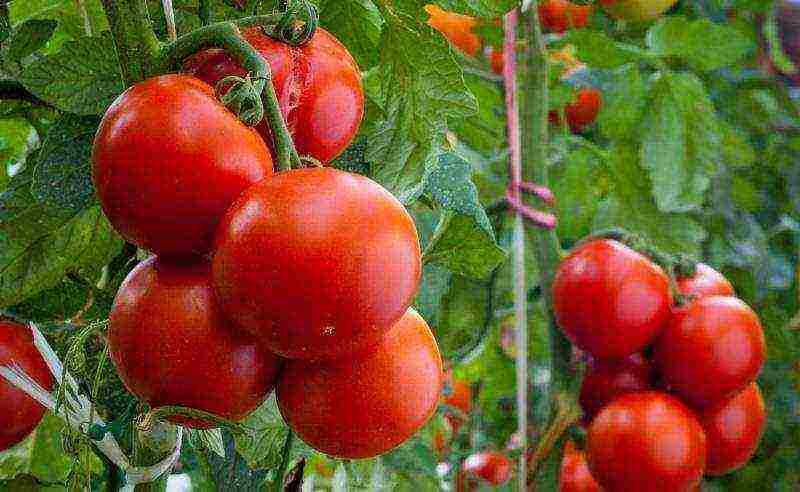 what varieties of tomatoes to grow in a polycarbonate greenhouse