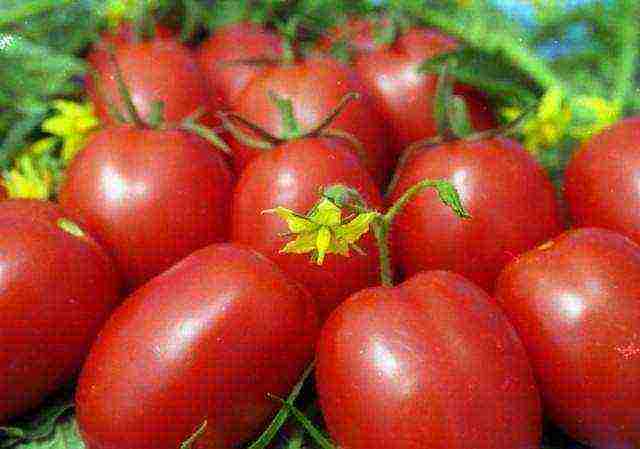 what varieties of tomatoes to grow in a polycarbonate greenhouse