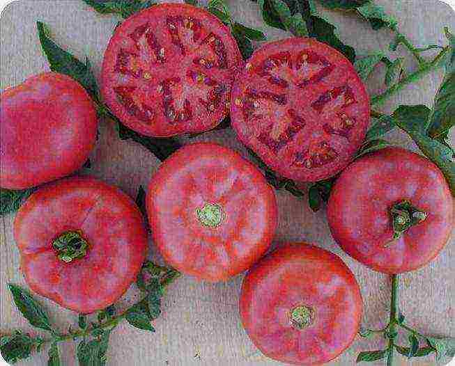 what varieties of tomatoes to grow in a polycarbonate greenhouse