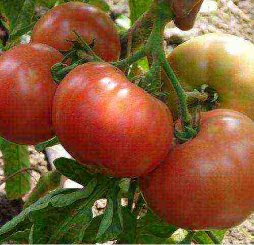 what varieties of tomatoes to grow in a polycarbonate greenhouse