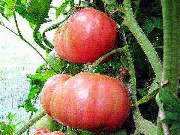 anong mga pagkakaiba-iba ng mga kamatis ang lumalaki sa isang polycarbonate greenhouse