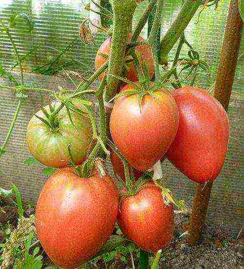 what varieties of tomatoes to grow in a polycarbonate greenhouse