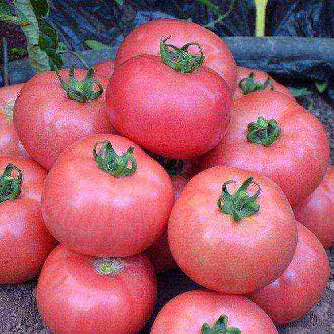 anong mga pagkakaiba-iba ng mga kamatis ang lumalaki sa isang polycarbonate greenhouse