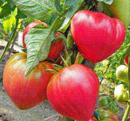 what varieties of tomatoes to grow in a polycarbonate greenhouse