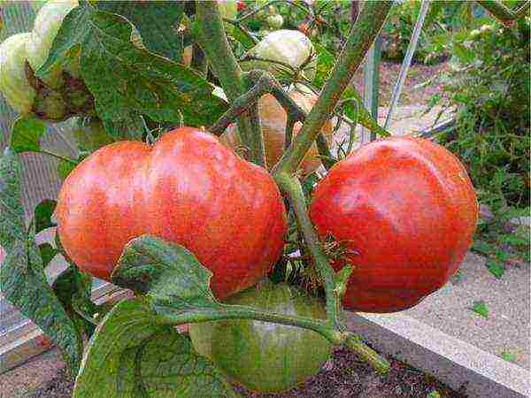 what varieties of tomatoes to grow in a polycarbonate greenhouse