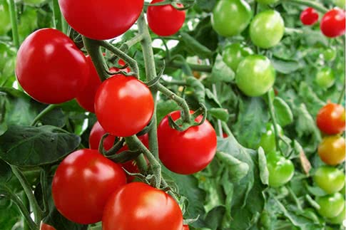 anong mga pagkakaiba-iba ng mga kamatis ang lumalaki sa isang polycarbonate greenhouse