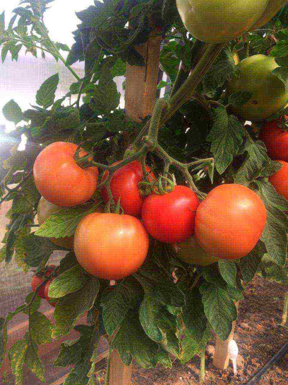 anong mga pagkakaiba-iba ng mga kamatis ang lumalaki sa isang polycarbonate greenhouse