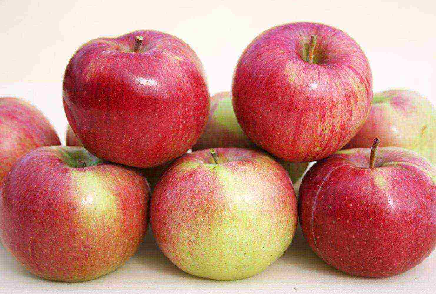 which varieties of apple trees are better