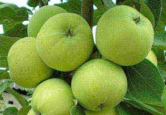 which varieties of apple trees are better