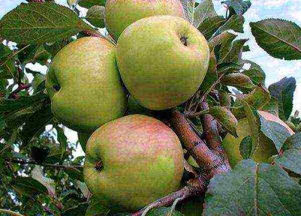 which varieties of apple trees are better