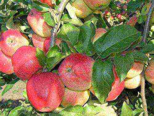 which varieties of apple trees are better