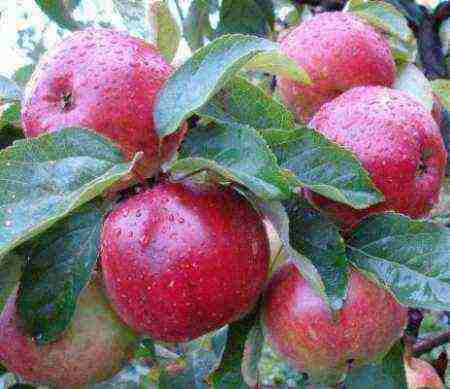 which varieties of apple trees are better