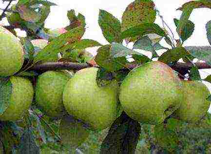 which varieties of apple trees are better