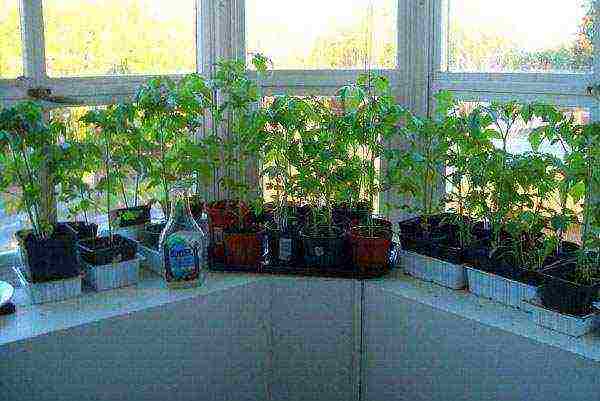 what tomatoes can be grown on the windowsill in the apartment