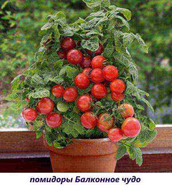 what tomatoes can be grown on the windowsill in the apartment