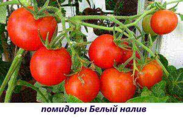 what tomatoes can be grown on the windowsill in the apartment